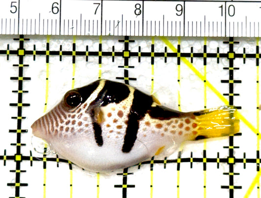 Valentini Toby Pufferfish VTP080101 WYSIWYG Size: S 2"approx