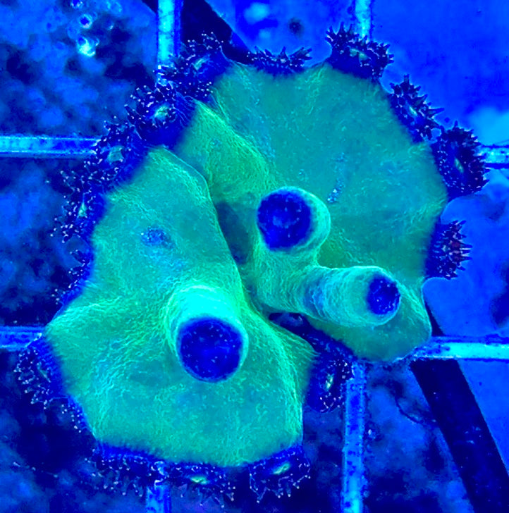 Green Heron Tubinaria Size: M 0.75" to 1" Frag - Violet Aquarium 