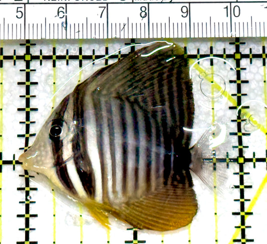 Desjardini Tang (Red Sea Sailfin Tang) DT080101 WYSIWYG Size: M 2" approx