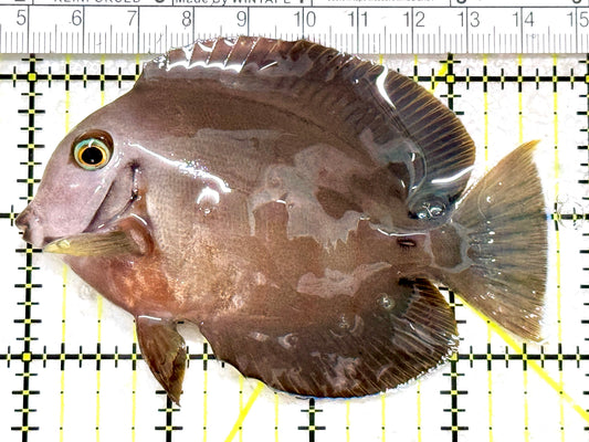 Chocolate Tang (Yellow Mimic when Juvenile) CT080101 WYSIWG Size: M 3.75" approx