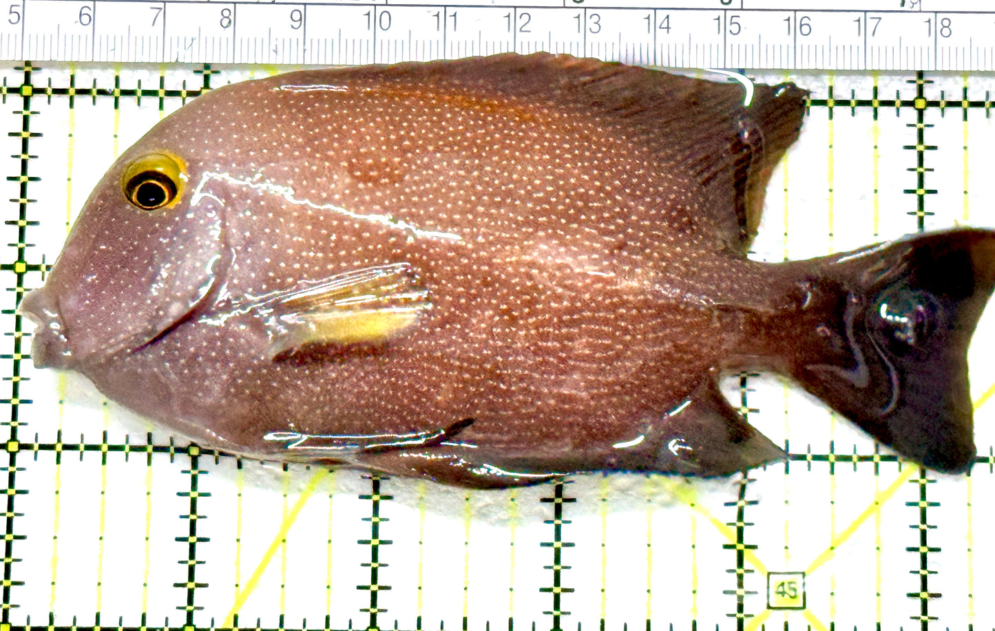 Yellow Eye Kole Tang (Spotted Maldives Special Grade) YEKT080101 WYSIWYG Size: XXL SHOW 5.25"approx