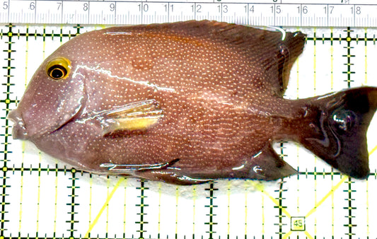 Yellow Eye Kole Tang (Spotted Maldives Special Grade) YEKT080101 WYSIWYG Size: XXL SHOW 5.25"approx