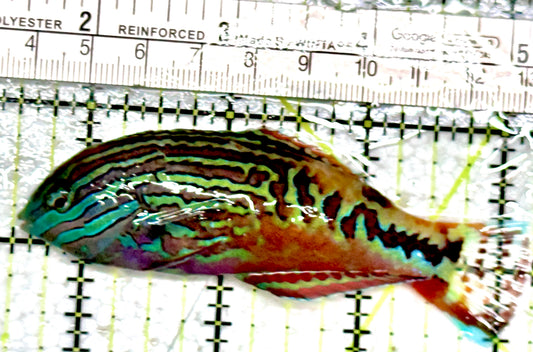 BlueStar Divided Leopard Wrasse Male BDLWM080101 WYSIWYG Size: XL 3.75"