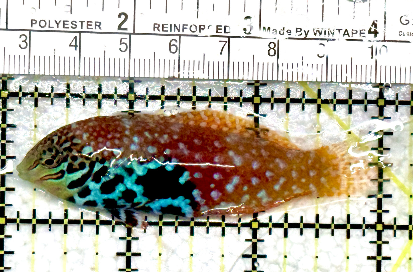 BlueStar Divided Leopard Wrasse Female BDLWF080101 WYSIWYG Size: XL 3" approx