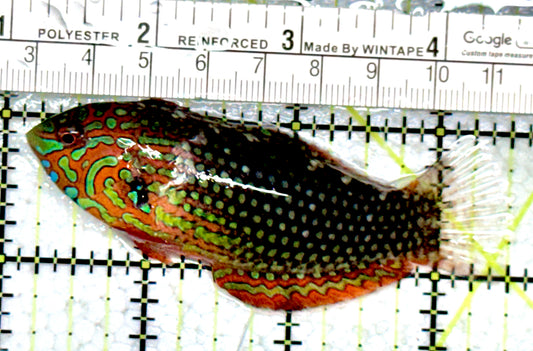 Ornate Leopard Wrasse OLW080101 WYSIWYG Size: XL 3.5"