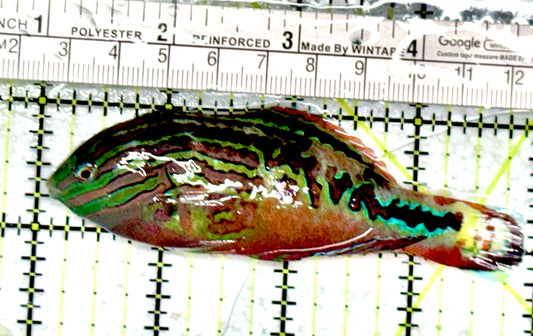 BlueStar Divided Leopard Wrasse Male BDLWM080102 WYSIWYG Size: XL 4"