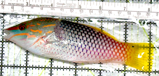 Checkerboard Wrasse CW080101 WYSIWYG Size: XXL 6.25"