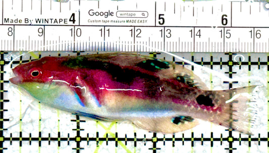 Exquisite Fairy Wrasse (Maldives Special Grade) EFW080101 WYSIWYG Size: L  3.25"