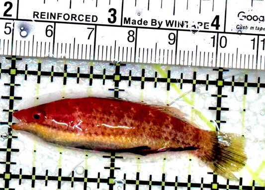 HighFin Fairy Wrasse (Maldives Special Grade) HFW080101 WYSIWYG Size: XL 2.25"