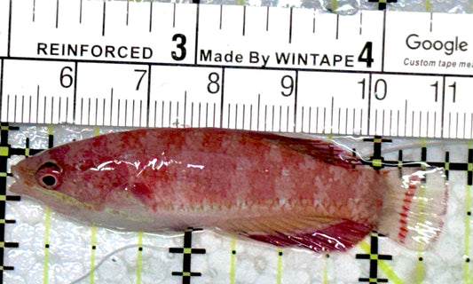 Carpenter's Flasher Wrasse CFW080101 WYSIWYG Size: L 2.5"