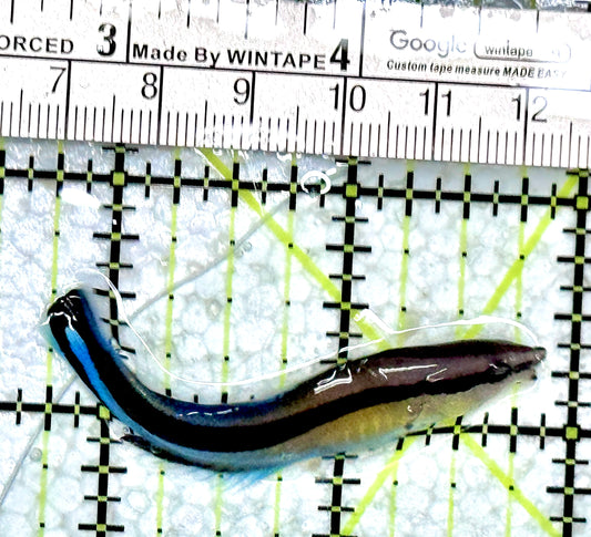 Blue Cleaner Wrasse BCW080101 WYSIWYG Size: XL 2.25"