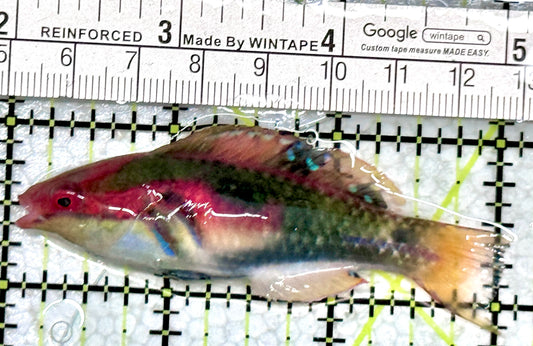 Exquisite Fairy Wrasse (Maldives Special Grade) EFW080102 WYSIWYG Size: M 3"
