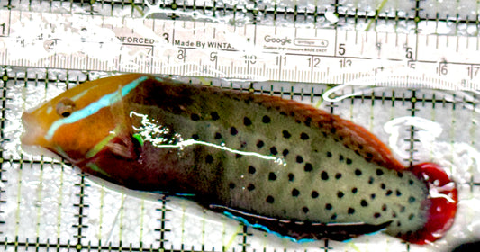 Red Coris Formosa Wrasse (Maldives Special Grade) Adult RCFW080101 WYSIWYG Size: L 5.25"