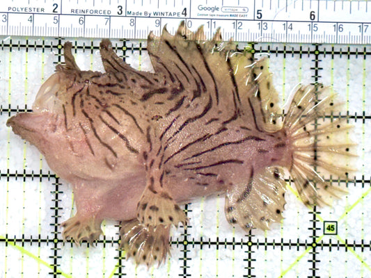 Shaggy Angler SA080101 WYSIWYG Size: XL 5.5"