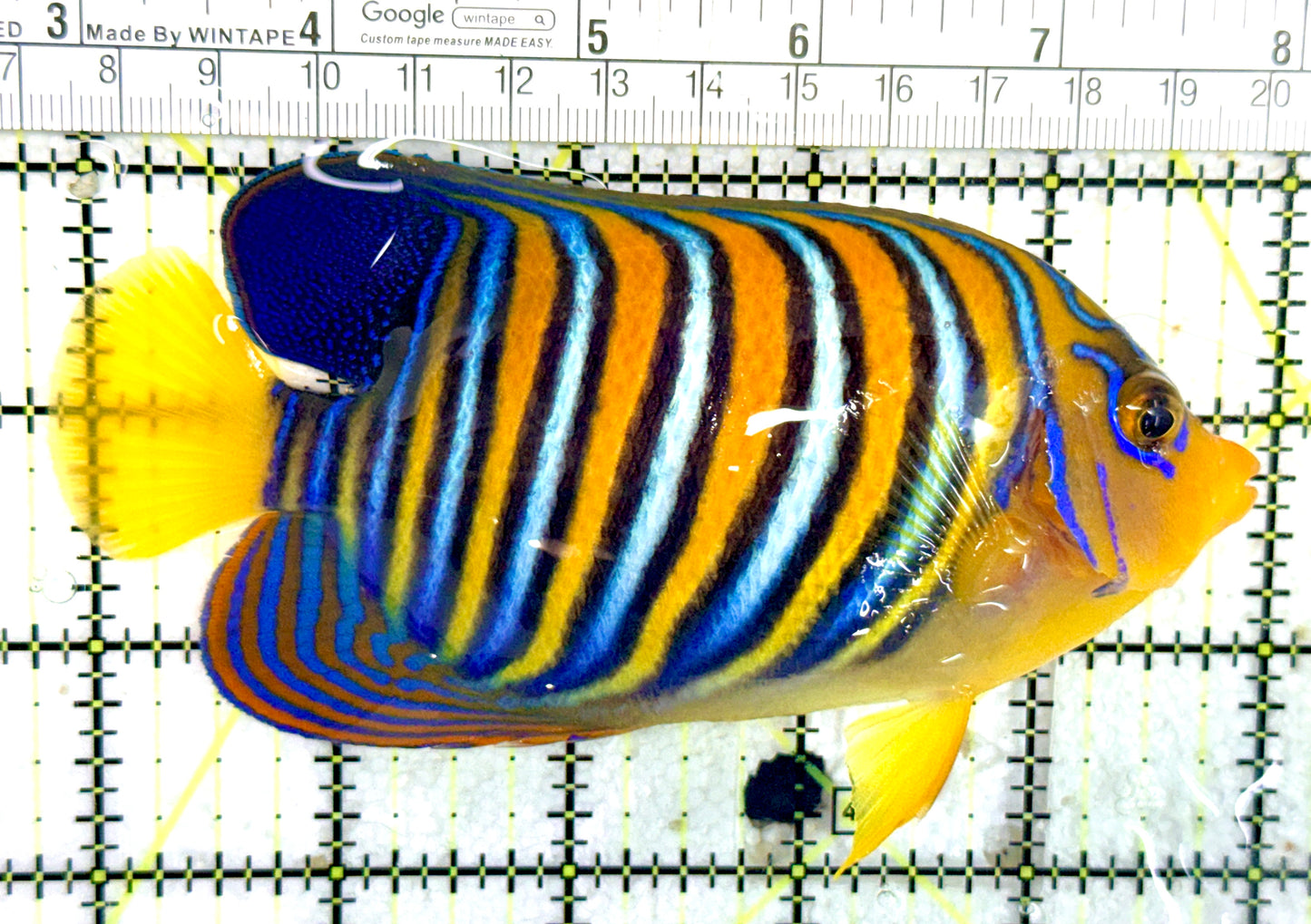 Regal Angelfish Sumatra Yellow Belly (Vibrant Color Indo) RASYBVCI060701 WYSIWYG Size: L 5.25" approx