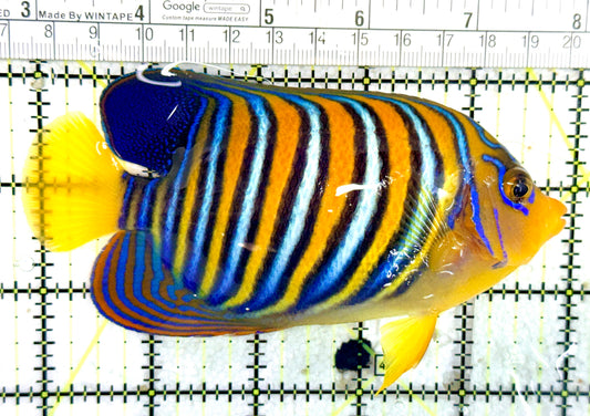 Regal Angelfish Sumatra Yellow Belly (Vibrant Color Indo) RASYBVCI060701 WYSIWYG Size: L 5.25" approx