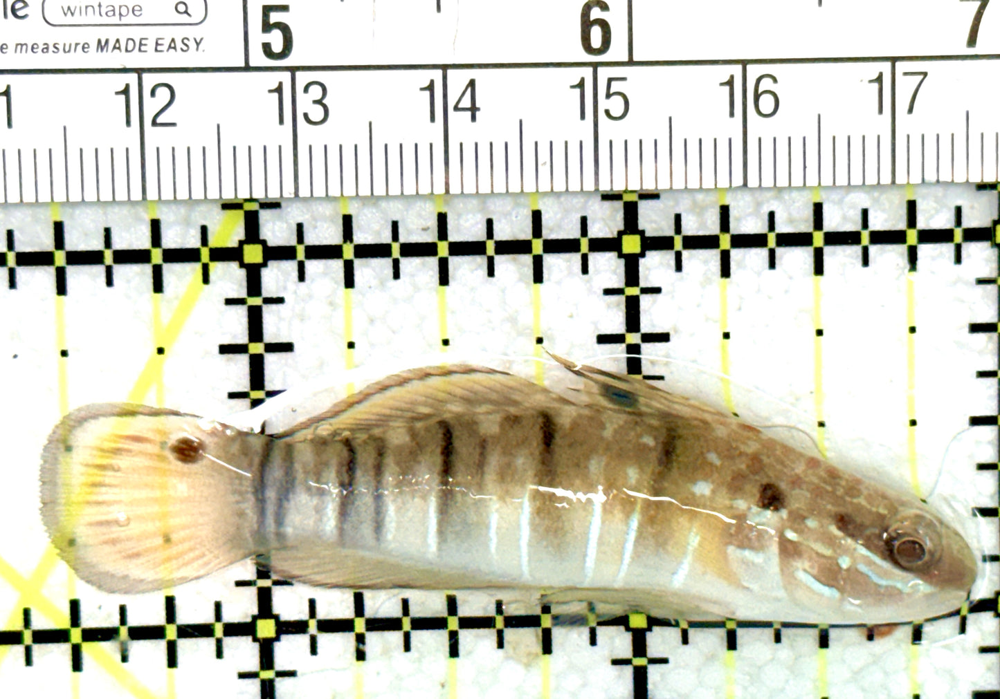 Sand Shifting Banded Sleeper Bullet Goby SSBSBG060701 WYSIWYG Size: M 2.5" approx