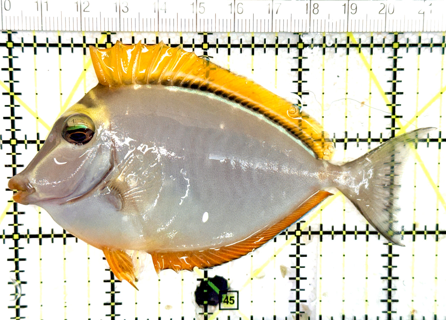 Blonde Naso Tang (Maldives Special Grade) BNT060701 WYSIWYG Size: M 4.5" approx