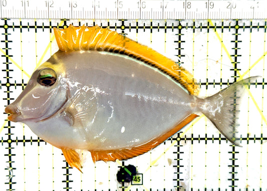 Blonde Naso Tang (Maldives Special Grade) BNT060701 WYSIWYG Size: M 4.5" approx