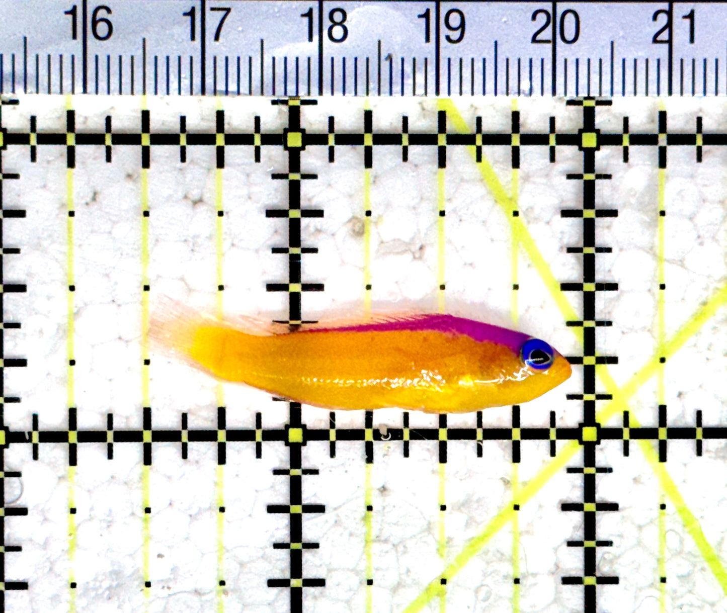 Diadem Dottyback DD080302 WYSIWYG Size: 1.5" approx