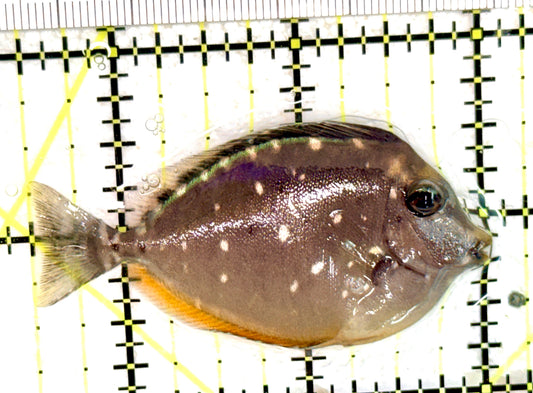 Naso Tang NT060701 WYSIWYG Size: S 2.5" approx