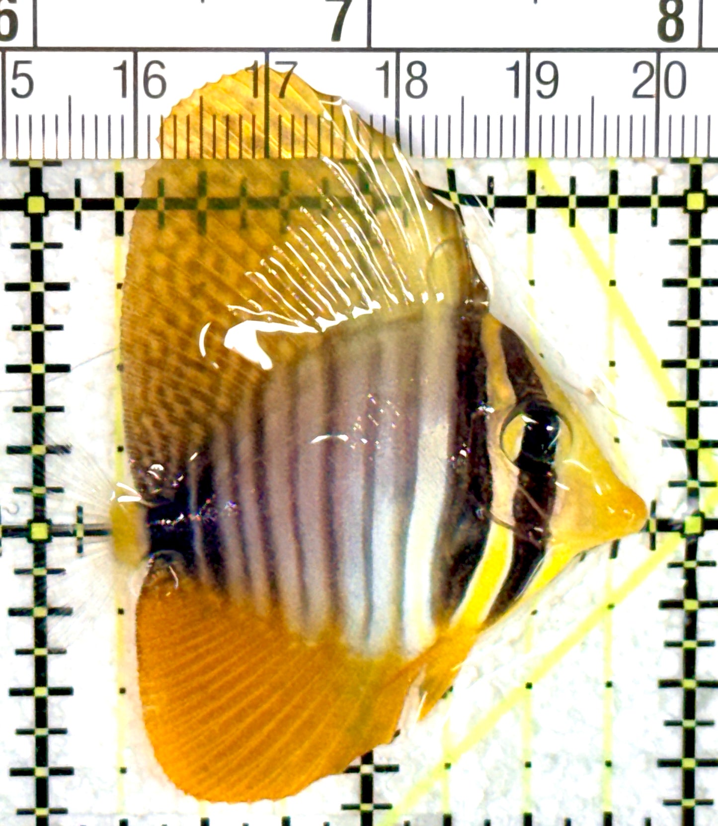 Desjardini Tang (Red Sea Sailfin Tang) DT060701 WYSIWYG Size: M 2" approx
