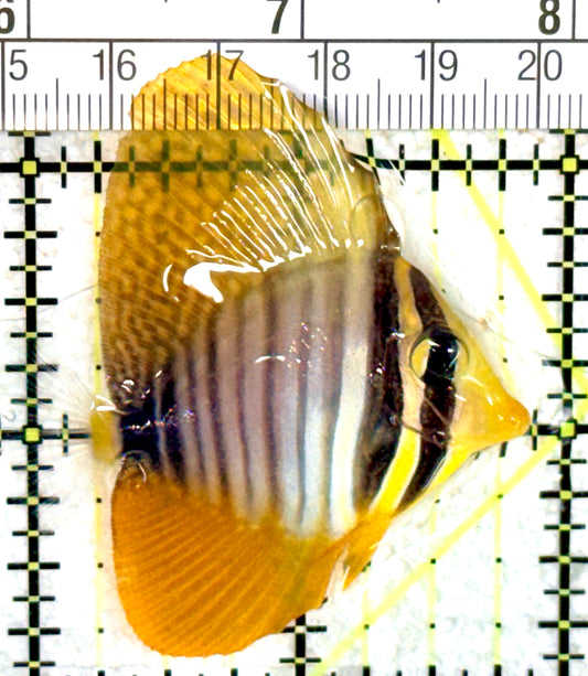 Desjardini Tang (Red Sea Sailfin Tang) DT060701 WYSIWYG Size: M 2" approx