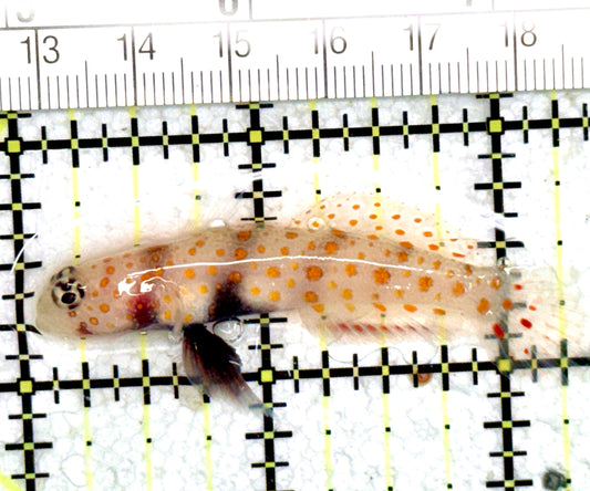 Orange Spotted Goby OSG060701 WYSIWYG Size: L 2.25" approx