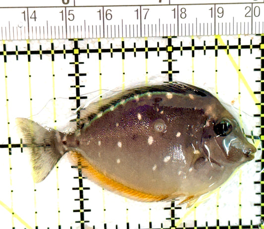 Naso Tang NT060702 WYSIWYG Size: S 2.75" approx