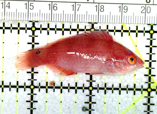 Blueside Fairy Wrasse BFW060701 WYSIWYG Size: M 2.25"approx