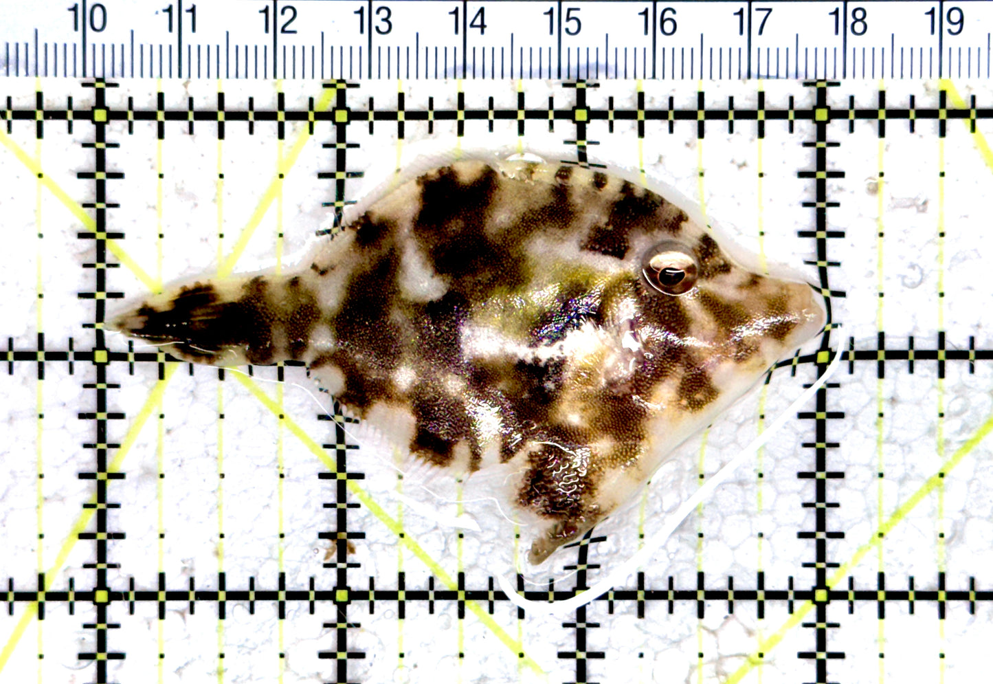 Honeycomb Filefish HF080302 WYSIWYG Size: M 3" approx