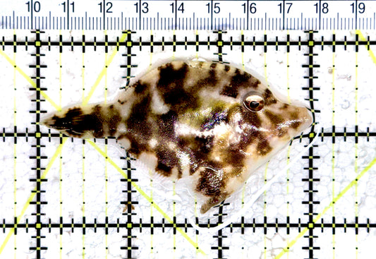 Aiptasia Eating Filefish AEF080402 WYSIWYG Size: M 3" approx
