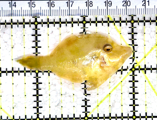 Aiptasia Eating Filefish AEF080403 WYSIWYG Size: M 2.5" approx