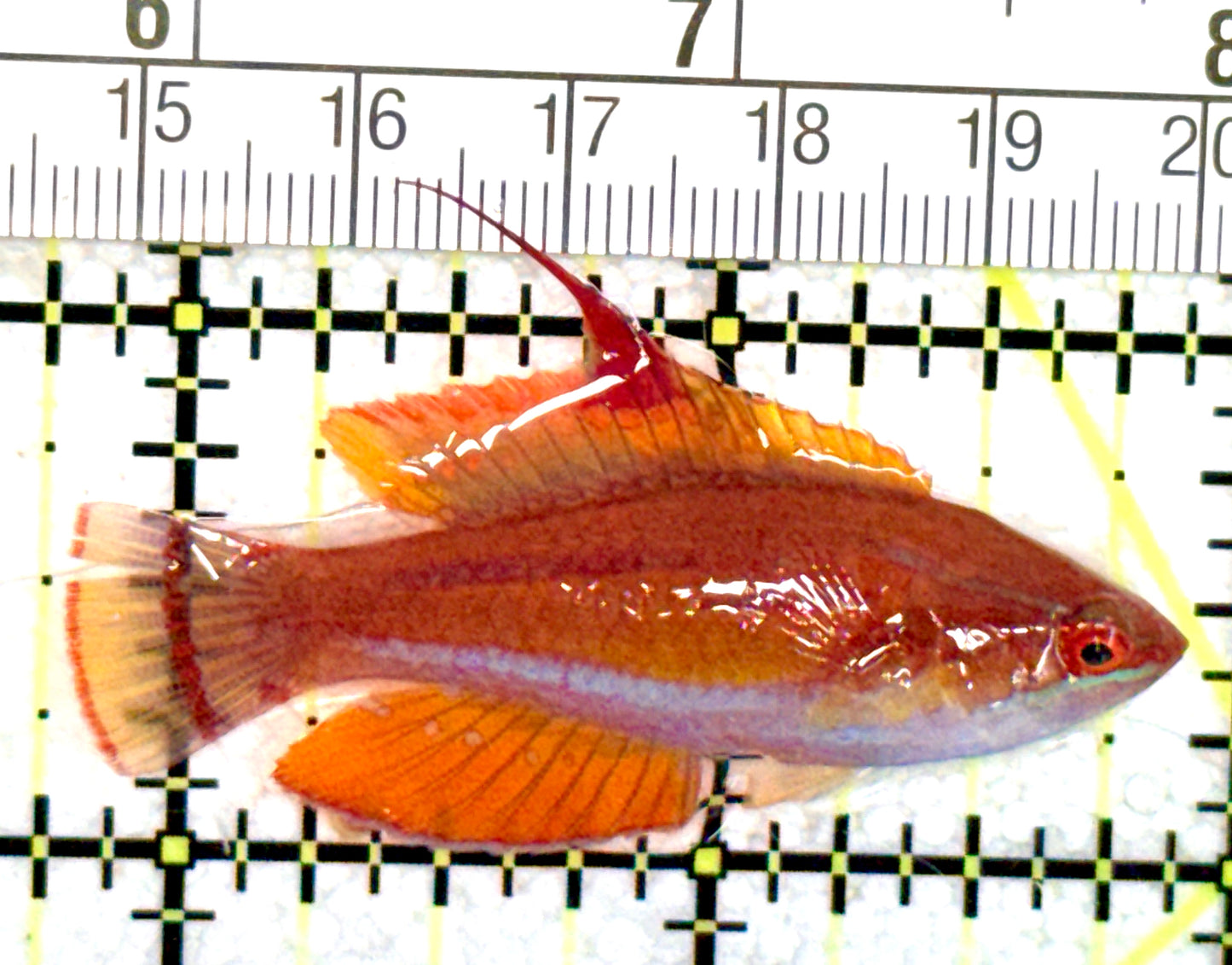 Filament Flasher Wrasse FFW060701 WYSIWYG Size: L 2.25" approx