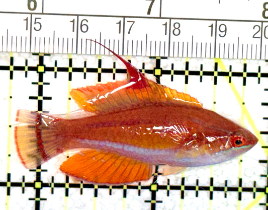 Carpenter's Flasher Wrasse CFW060701 WYSIWYG Size: L 2.25" approx