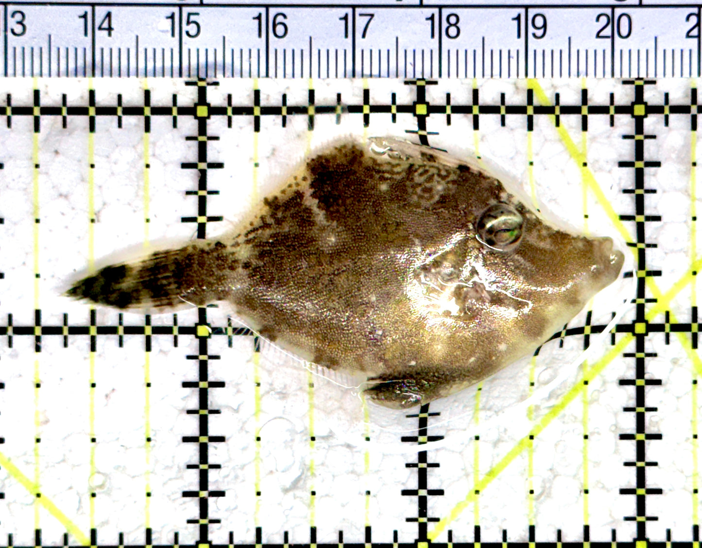 Honeycomb Filefish HF080301 WYSIWYG Size: M 2.75" approx