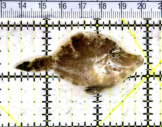 Aiptasia Eating Filefish AEF080404 WYSIWYG Size: M 2.5" approx