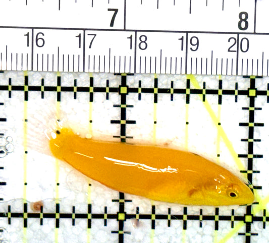 Yellow Coris Wrasse YCW060701 WYSIWYG Size: S 1.75" approx