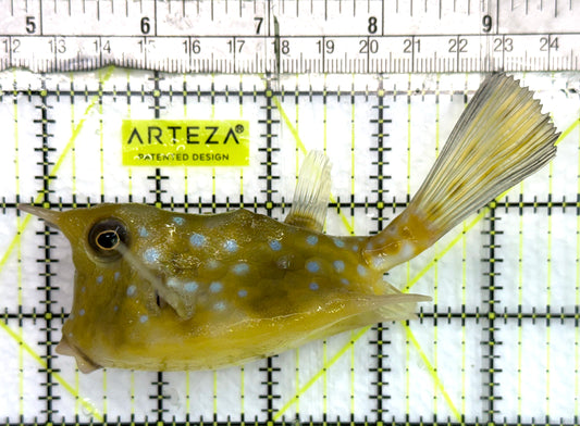 Longhorn Cowfish LC082601 WYSIWYG Size: XL 5.25" approx