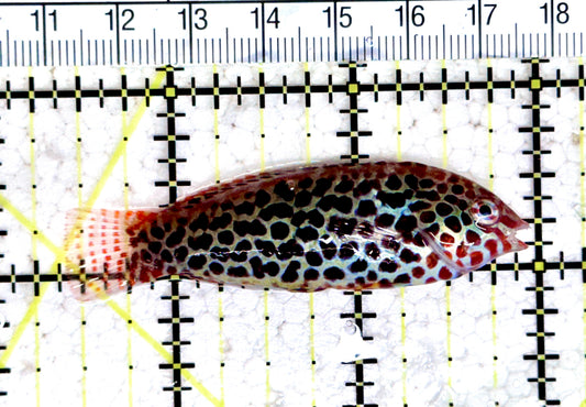 Meleagris Leopard Wrasse MLW080302 WYSIWYG Size: M 2.5"approx