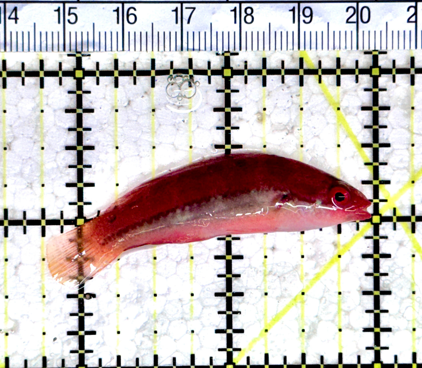 Dotted Fairy Wrasse DFW080304 WYSIWYG Size: L 2.25" approx