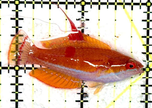 Carpenter's Flasher Wrasse CFW060702 WYSIWYG Size: L 2.25" approx
