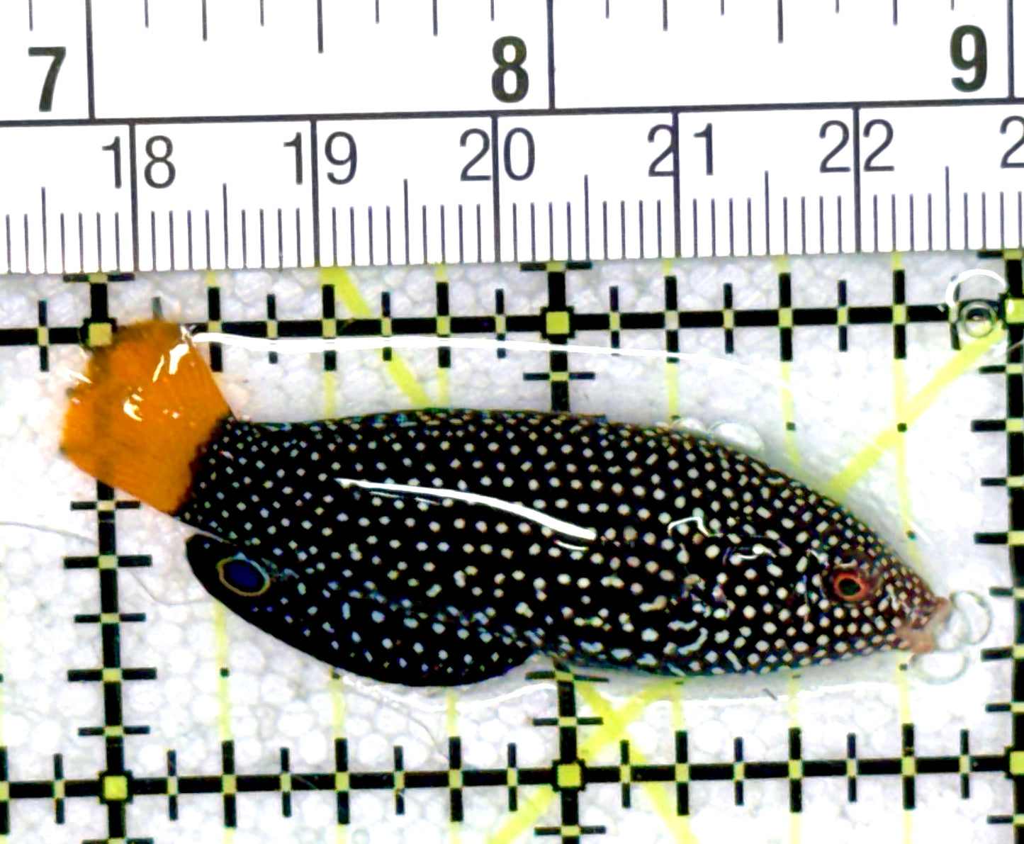 Yellowtail Tamarin Wrasse YTW060701 WYSIWYG Size: M 2" approx