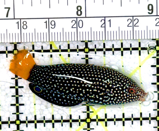Yellowtail Tamarin Wrasse YTW060701 WYSIWYG Size: M 2" approx