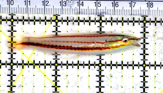 Red Ring Wrasse RRW080301 WYSIWYG Size: L 3" Juv approx
