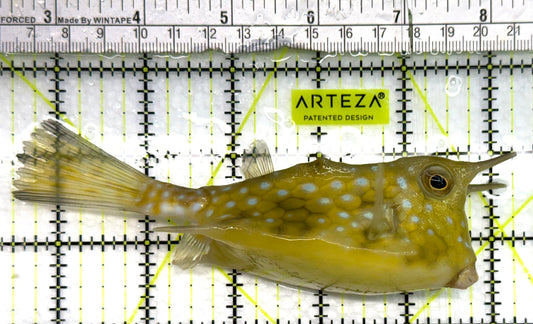 Longhorn Cowfish LC082602 WYSIWYG Size: SHOW 6.25" approx