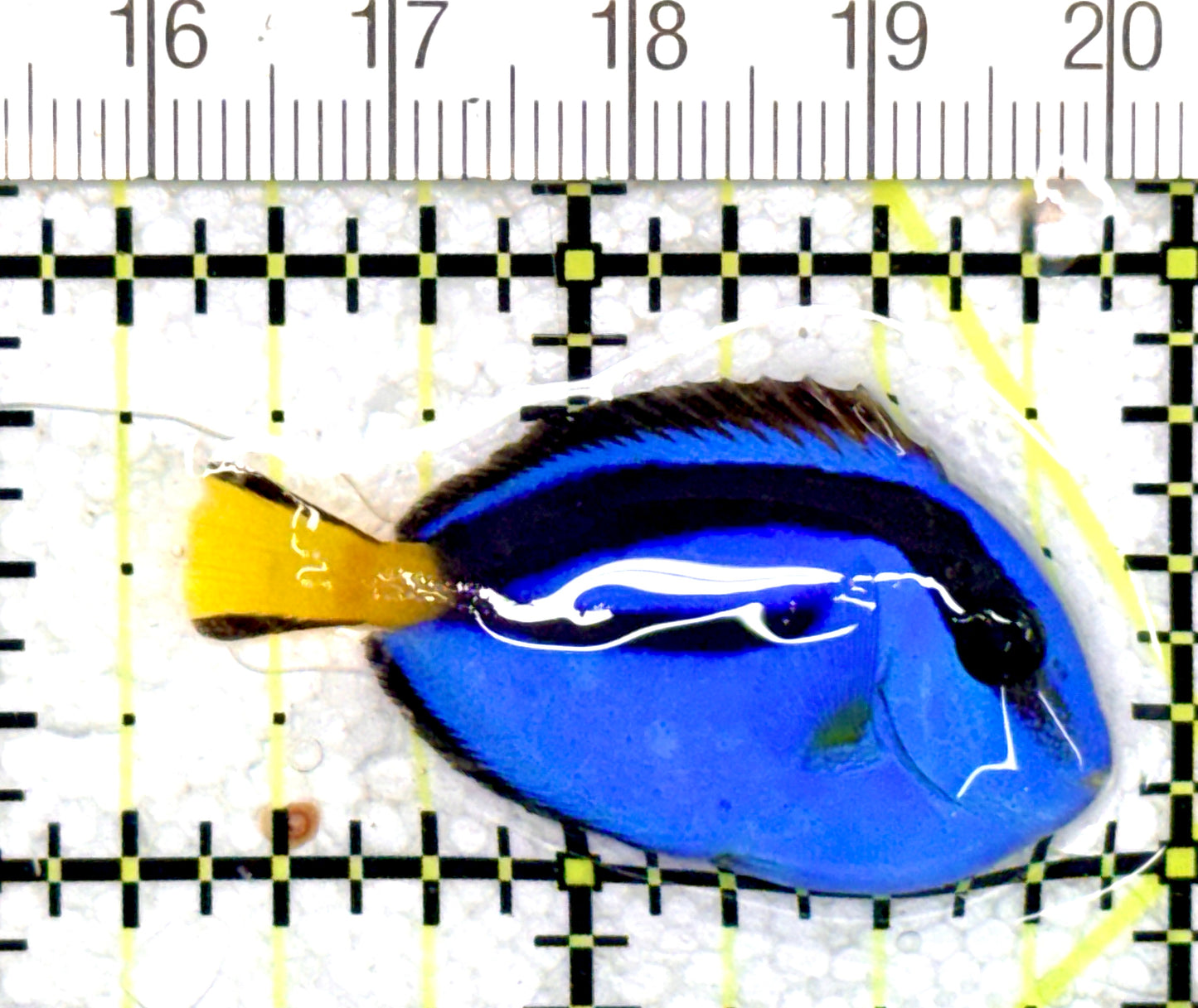 Blue Hippo Tang BHT060701 WYSIWYG Size: S 1.75" approx