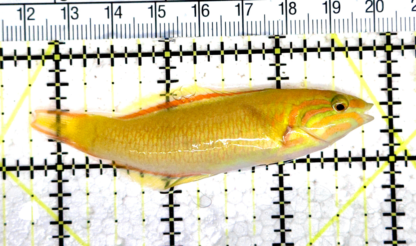 Yellow Banana Wrasse YBW080301 WYSIWYG Size: M 3" approx