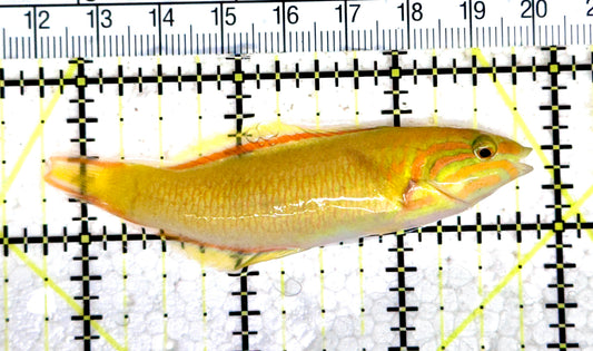 Yellow Banana Wrasse YBW080301 WYSIWYG Size: M 3" approx