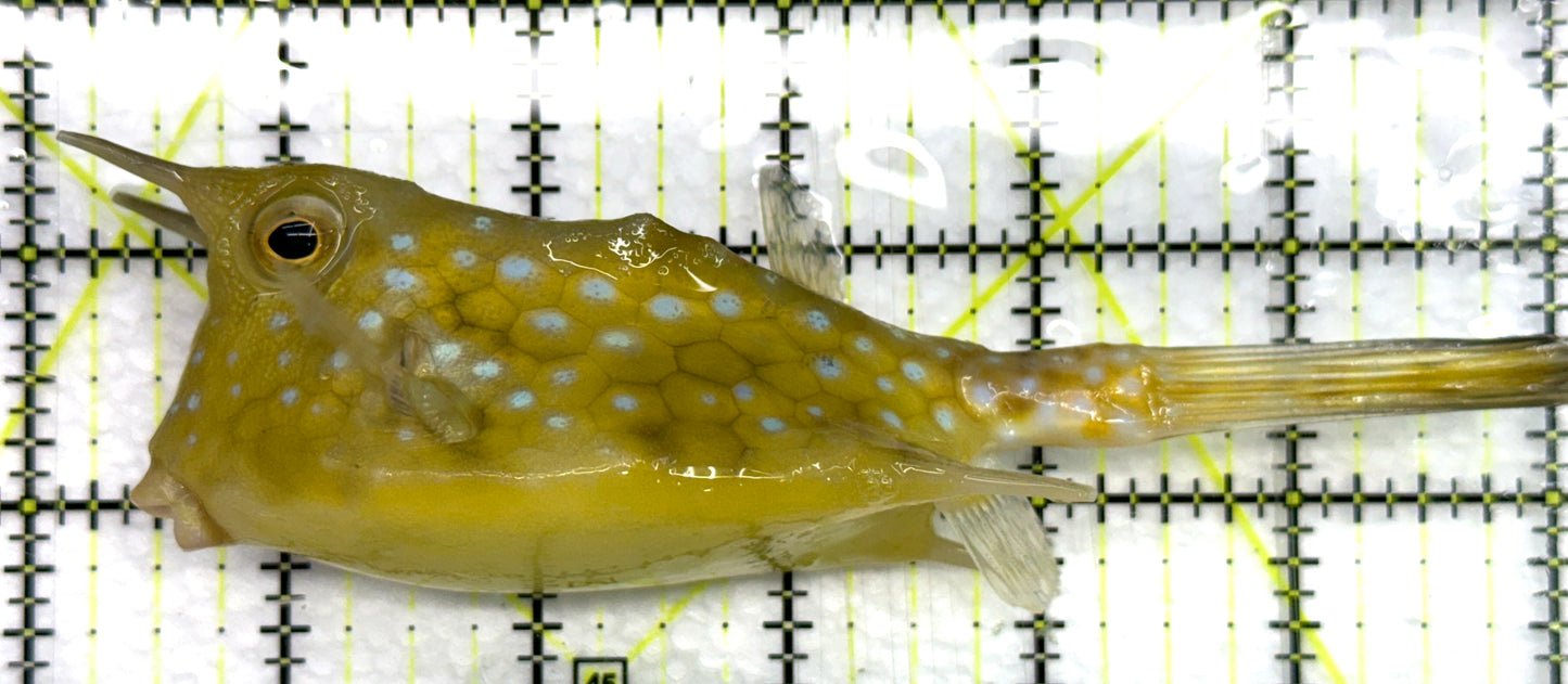 Longhorn Cowfish LC082602 WYSIWYG Size: SHOW 6.25" approx